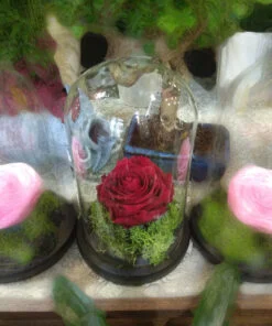 Forever Rose | Τριαντάφυλλο κόκκινο σε γυάλα
