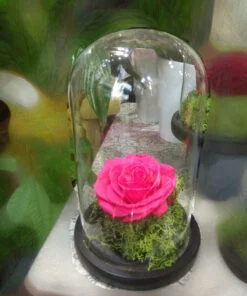 Forever Rose | Τριαντάφυλλο φούξια σε γυάλα