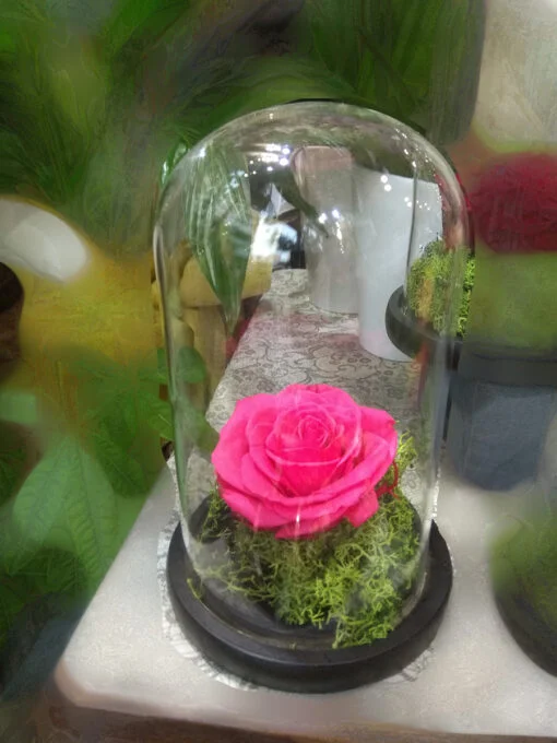 Forever Rose | Τριαντάφυλλο φούξια σε γυάλα